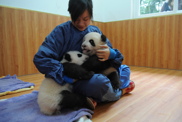 What's Cuter Than Giant Panda Twins? Nothing. (7 photos)