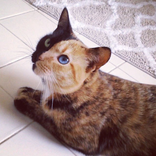 Venus the chimera cat