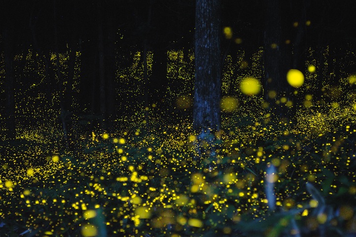 Magical Firefly Trails