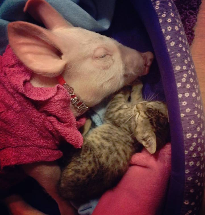 Rescue Piglet Forms an Inseparable Bond with Orphan Tabby Kitten