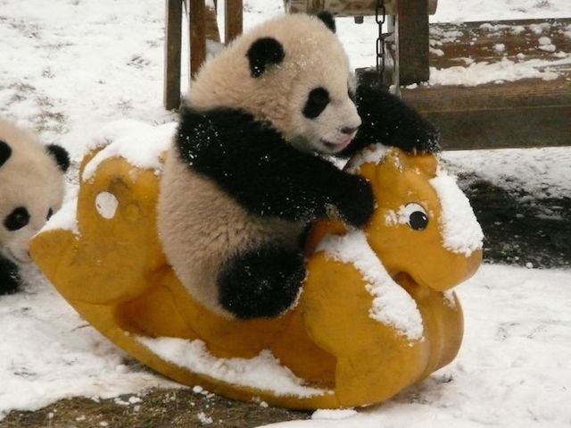 Adorable Panda 