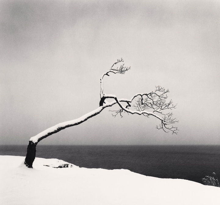 Beautiful Black and White Photos of a Sideways Japanese Tree by