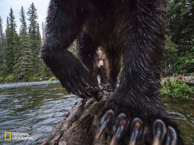Ferocious Grizzly And Cub Captured Fishing 