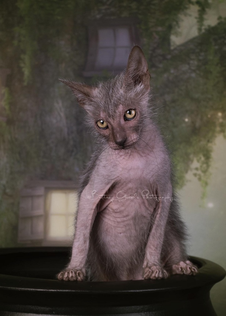 lykoi werewolf cats cat wolf new breed  