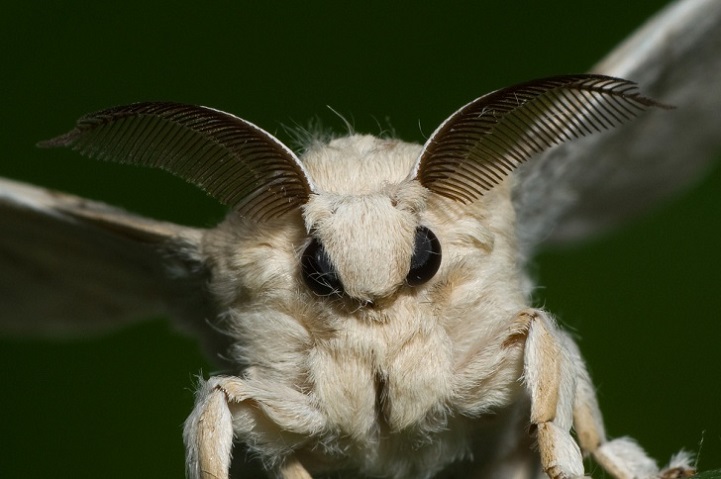 are poodle of moths real