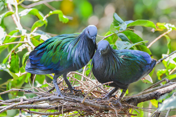 nicobar pigeon