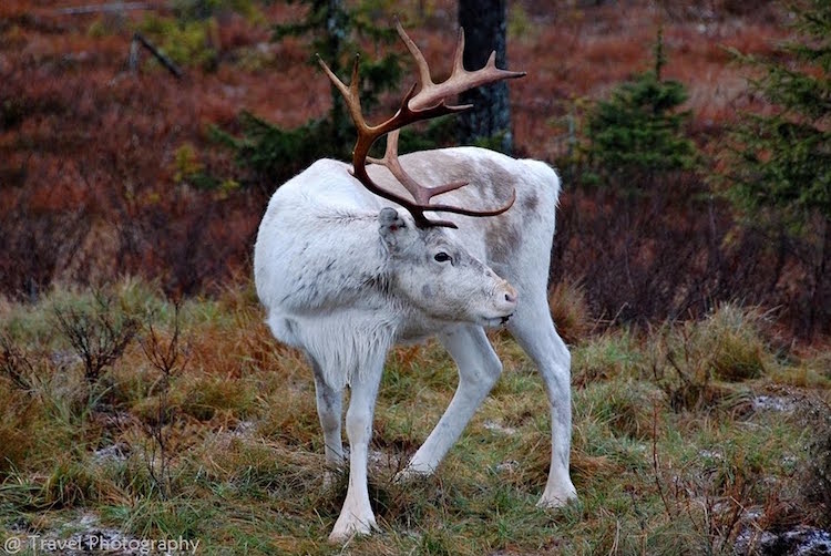 Oddity Of All-White Reindeer Spotting