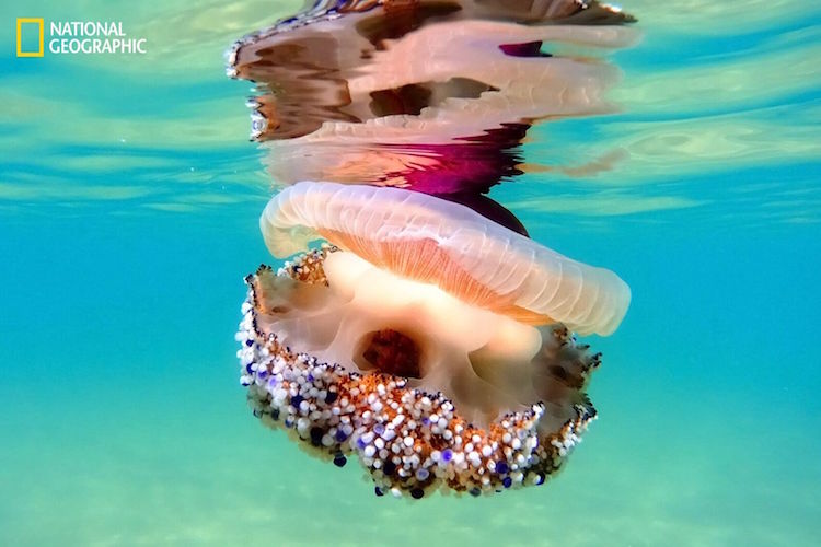 Animal Portrait Of Mediterranean Jelly Fish