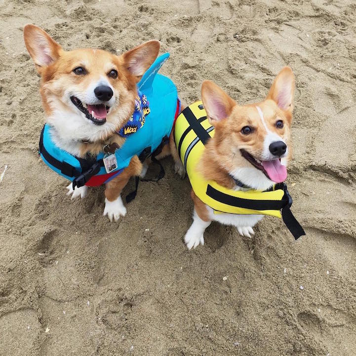 Over 600 Corgis Came Together for an Impossibly Cute Beach Day