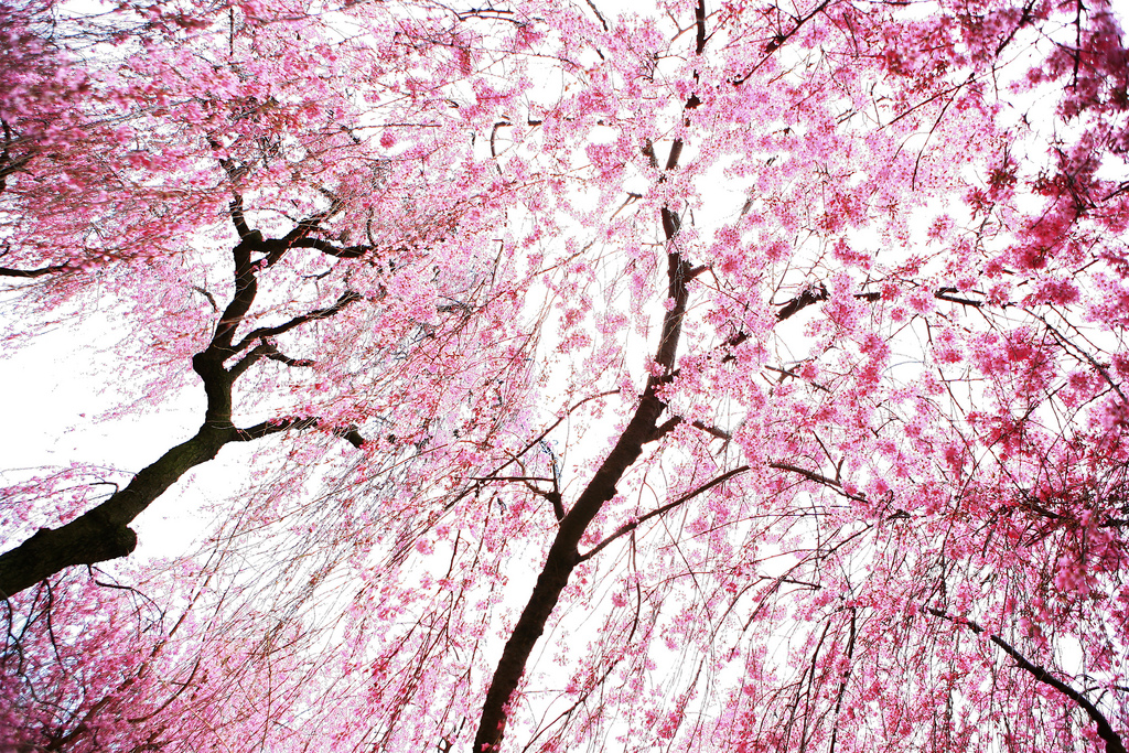 Beautiful Cherry Blossoms (15 photos)