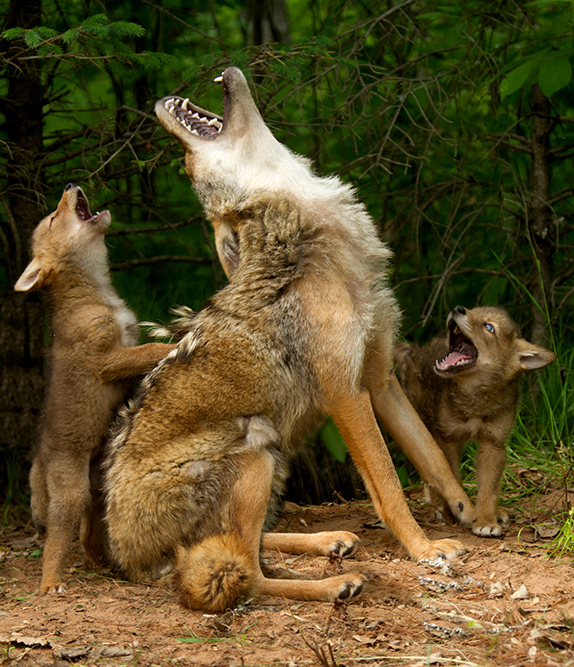 Pic of the Day: Baby Coyotes Learn How to Howl