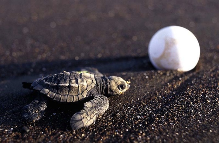 Amazing Photos Of Thousands Of Sea Turtles Laying Eggs In Unison The My Xxx Hot Girl 