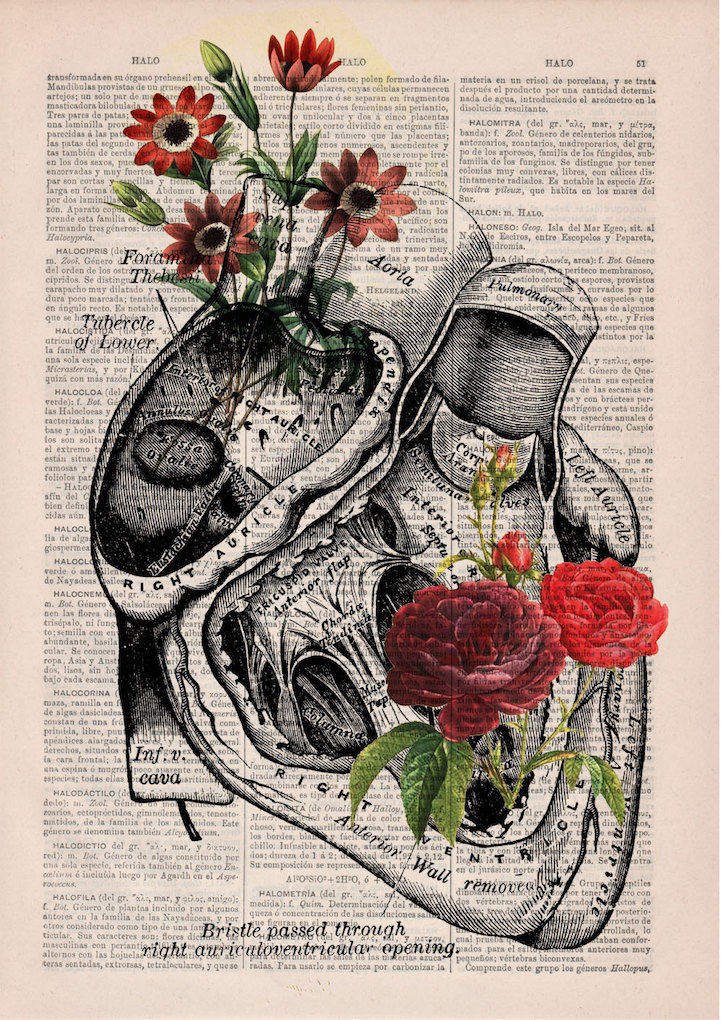Beautiful Floral Anatomy Illustrations Give New Life to Discarded Pages