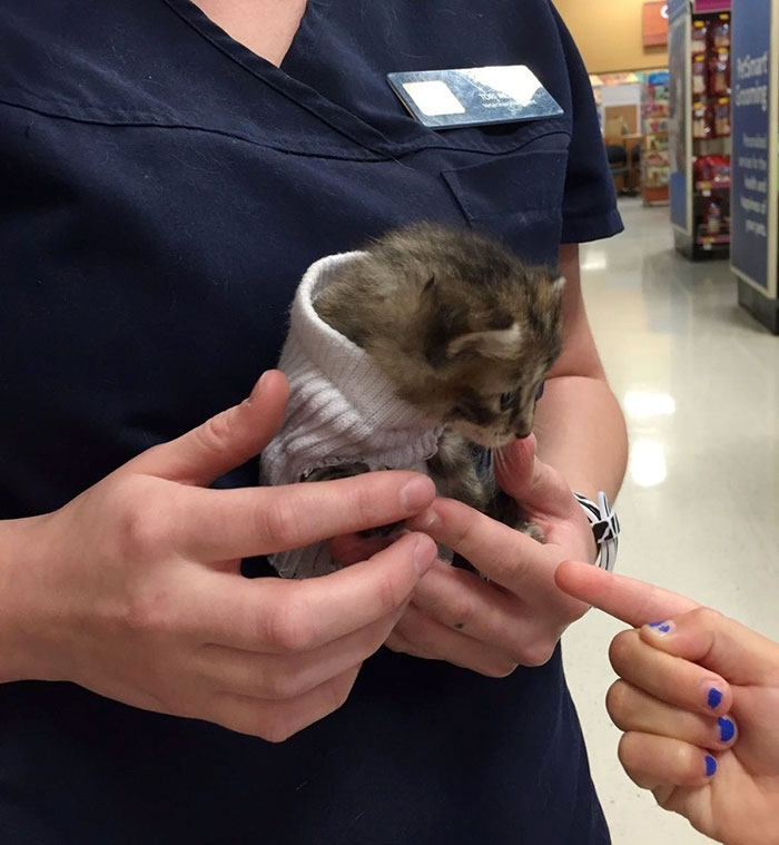 Rescued Kitten From Hurricane Matthew