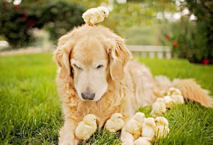 chicks like baby golden retrievers