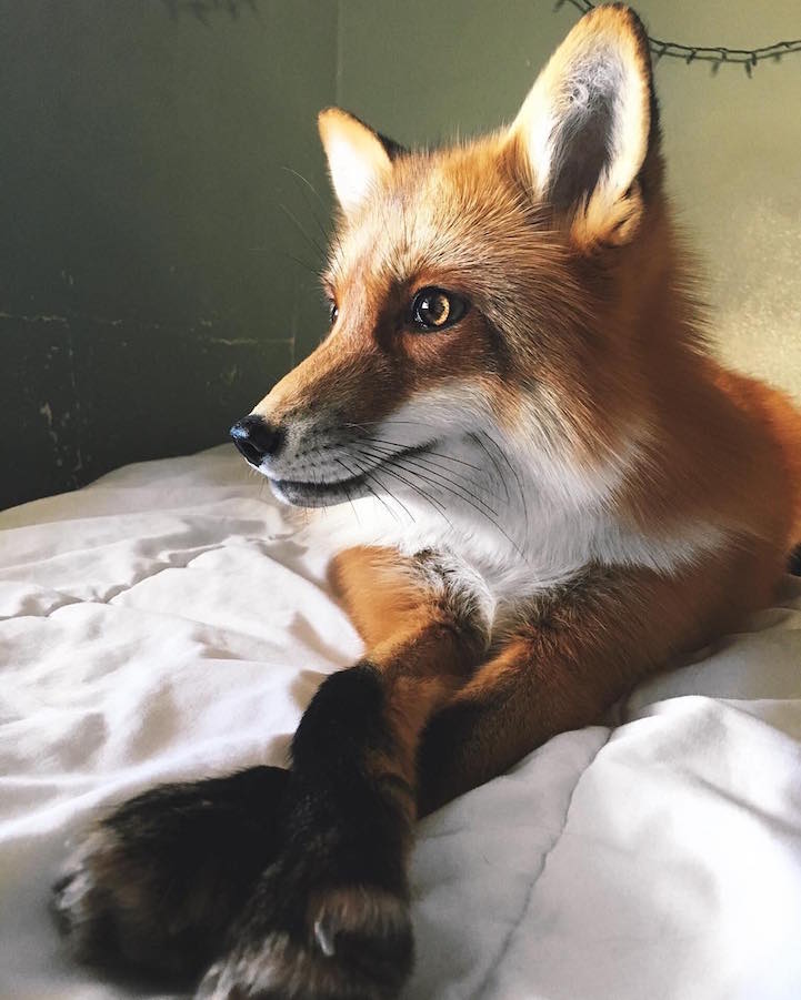 pet fox