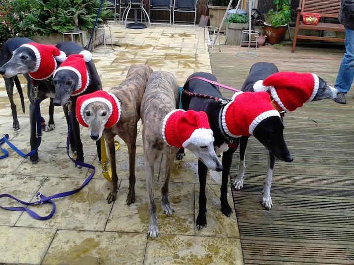 knitted greyhound coats