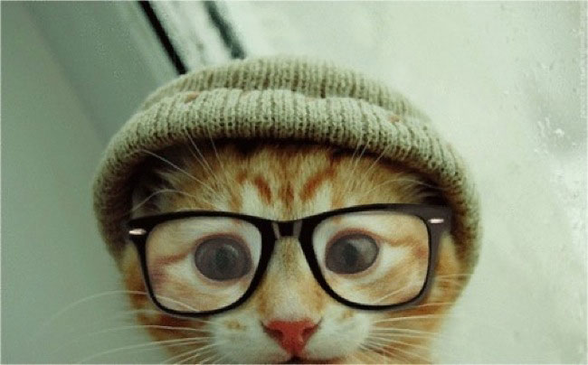 cat with hat and glasses