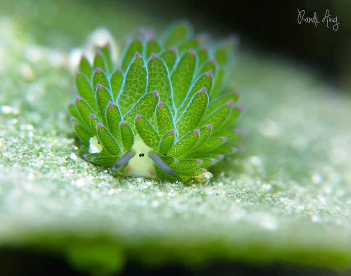 Adorable Leaf Sheep Sea Slug