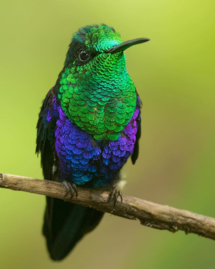Distinctive Colored Hummingbird