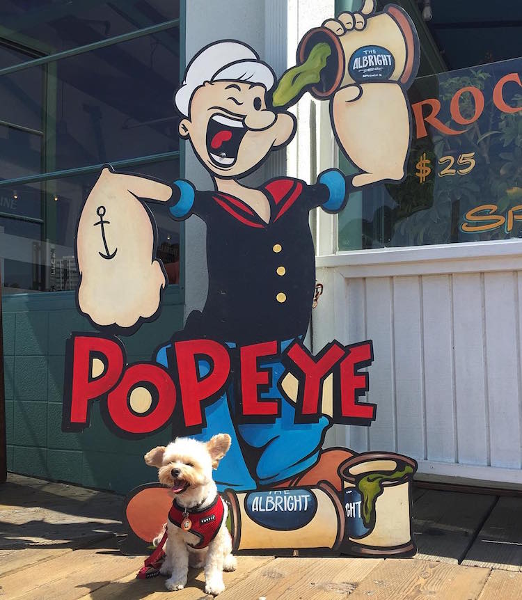 pet friendly restaurants for popeye the stray dog