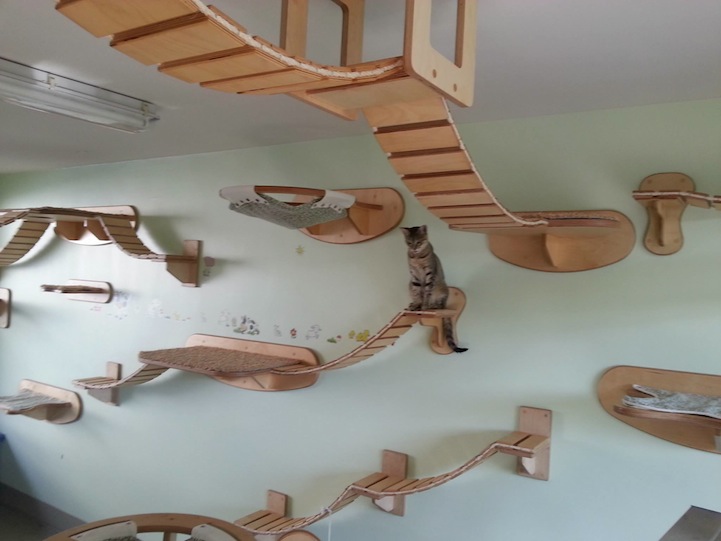 cat ceiling hammock