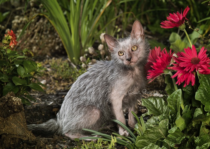 lykoi werewolf cats cat wolf new breed  