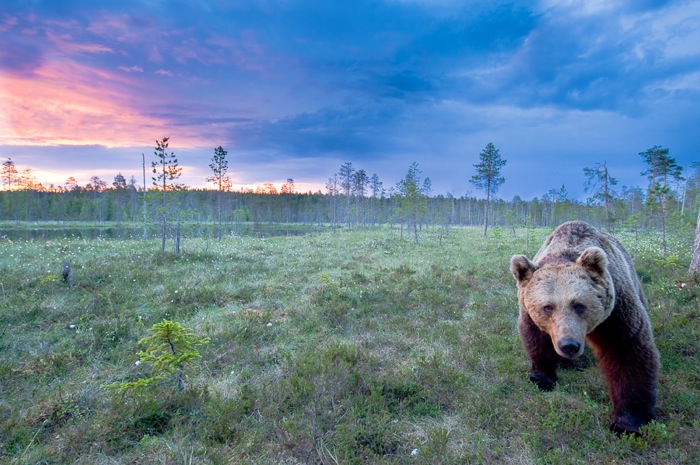 Magnificent Brown Bears (18 photos)