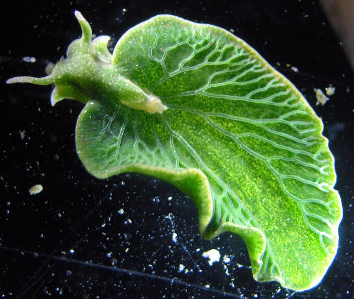 Sea Slug That Looks Like a Leaf Steals Genes to Become Animal-Plant Hybrid