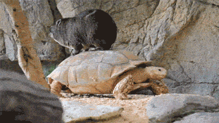 animals riding animals nature cute funny hyrax tortoise