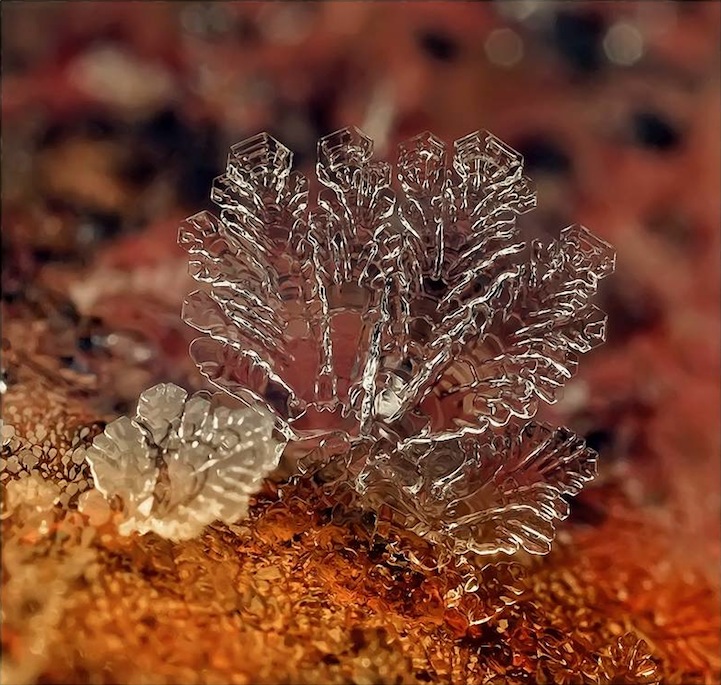 macro snowflake photography