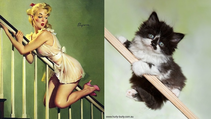 Cats That Look Like Pin Up Girls