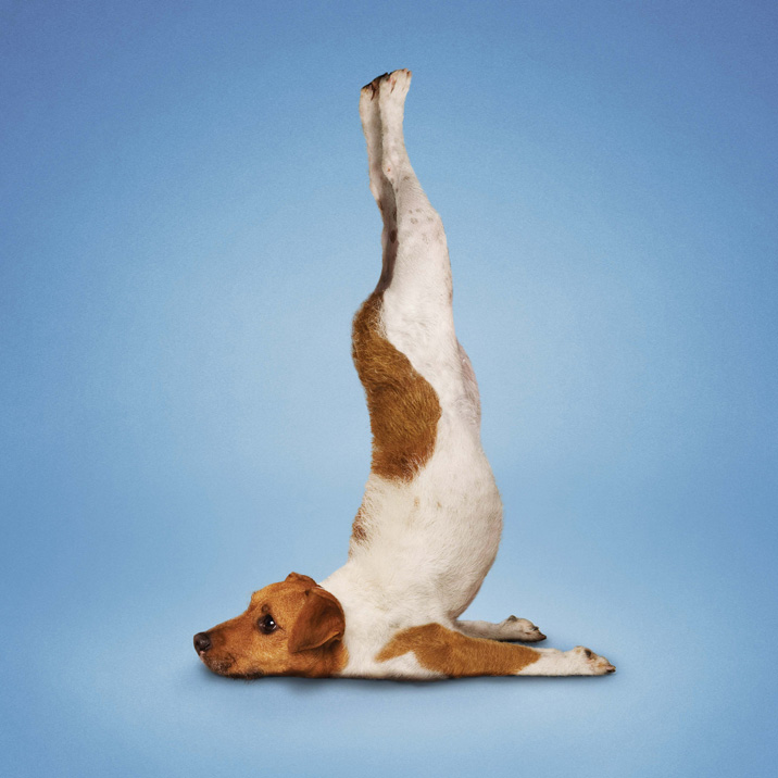 Funny Yoga Vector & Photo (Free Trial) | Bigstock