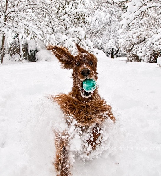 funny dogs in snow