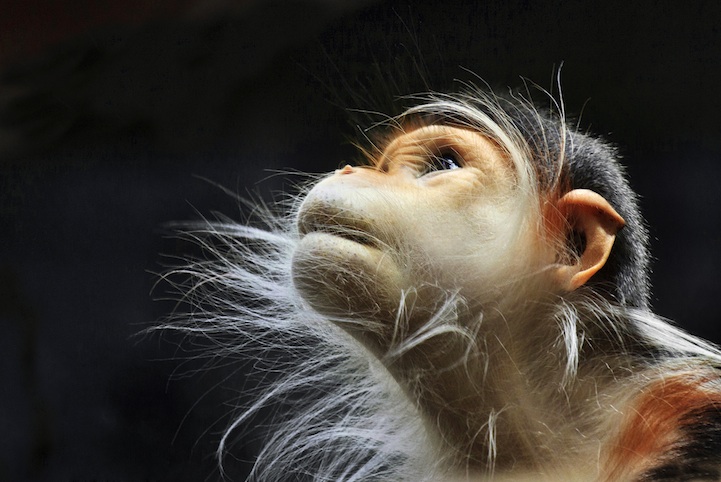 15 Fascinating Photos of Monkeys Deep in Thought