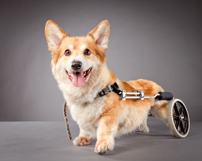 Pets with Disabilities
