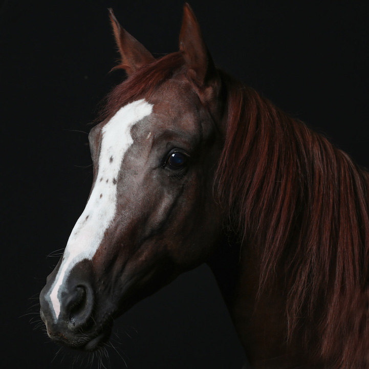 Portraits intimes d'animaux par Robert Bahou