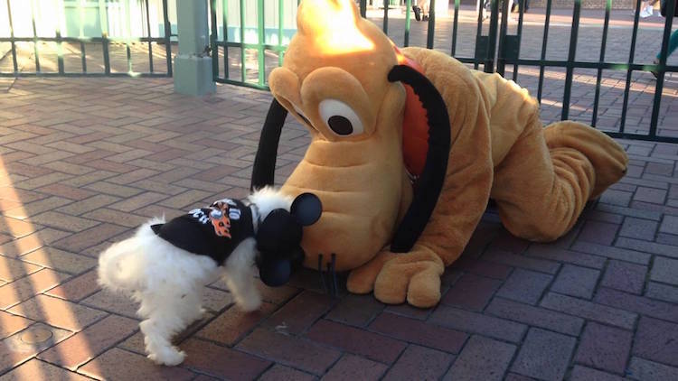 Disneyloving Pooch Meets Pluto