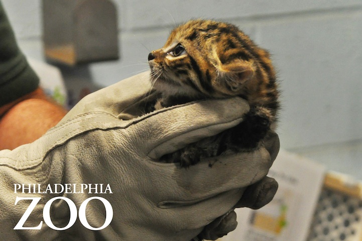 Black-footed Cat Kittens! - ZooBorns