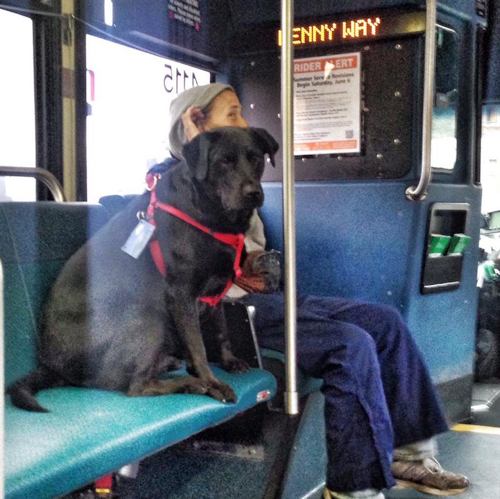 Clever Dog Rides the Bus Directly to the Dog Park by Herself
