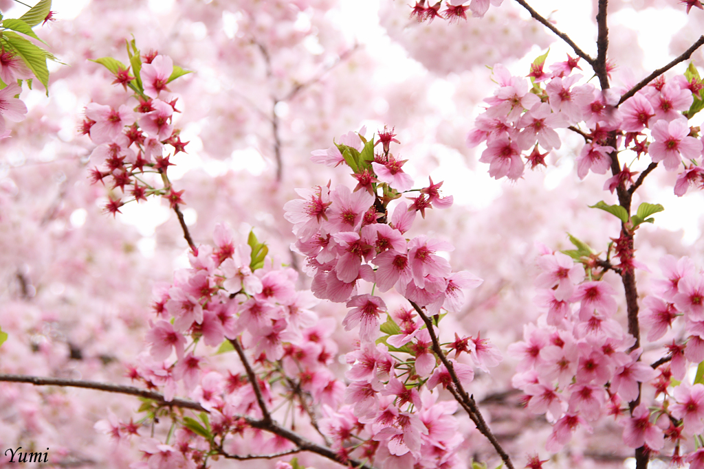 Beautiful Cherry Blossoms (15 photos)