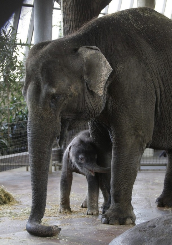 The Cutest Baby Elephant in the World (15 photos)