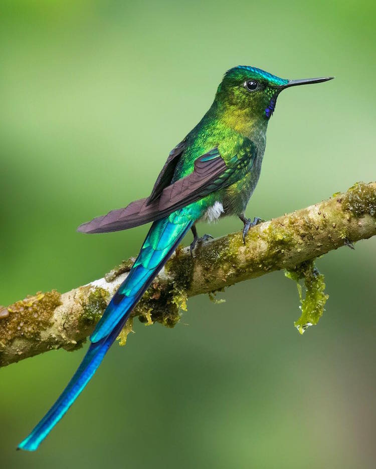 Magnificent Photo Of Brilliant Colored Bird