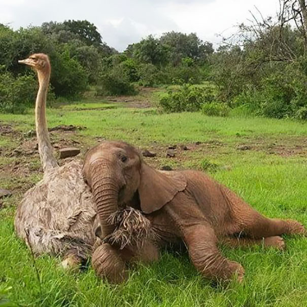 Otto The Elephant Cuddles With Feathered Friend Pea The Ostrich