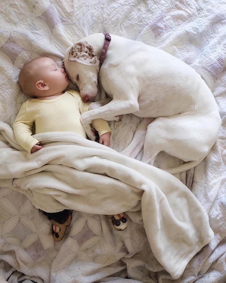 Traumatized Dog Finds Comfort And Security In Baby