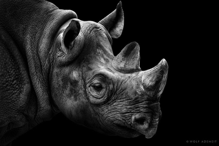 Expressive Black and White Portraits of Zoo Animals