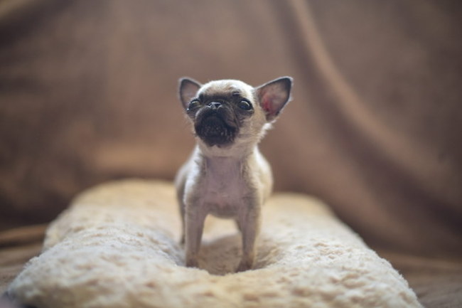 smallest pug ever