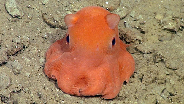 A Rare Octopus so Adorable It May Be Named for Its Cuteness