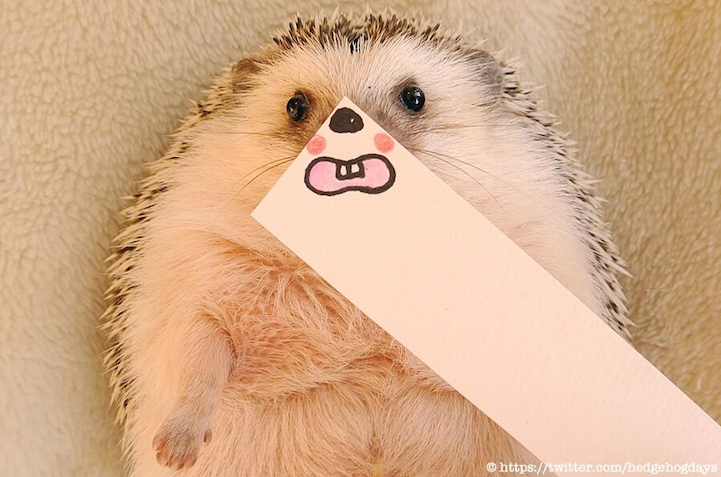 marutaro hedgehog