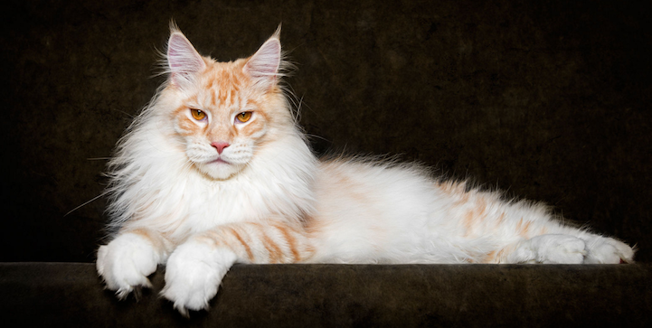 maine coon cat breeding maine coon
